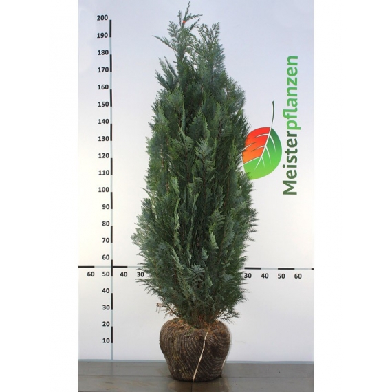 Blauwe Californische Cypres Chamaecyparis Columnaris 140-160 cm | Haagplant | Gardline