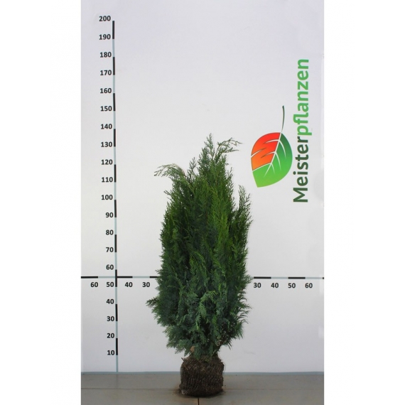 Blauwe Californische Cypres Chamaecyparis Columnaris 80-100 cm | Haagplant | Gardline