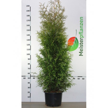 Westerse Levensboom Thuja Brabant 160-180 cm in Pot | Haagplant | Gardline Westerse Levensboom Thuja Brabant 160-180 cm in Pot | Haagplant | Gardline