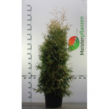 Westerse Levensboom Thuja Brabant 140-160 cm in Pot | Haagplant | Gardline