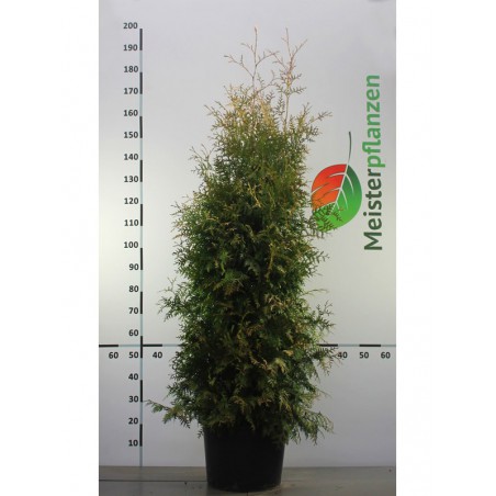 Westerse Levensboom Thuja Brabant 140-160 cm in Pot | Haagplant | Gardline Westerse Levensboom Thuja Brabant 140-160 cm in Pot | Haagplant | Gardline
