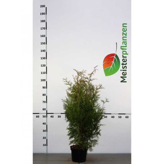 Westerse Levensboom Thuja Brabant 80-100 cm in Pot | Haagplant | Gardline