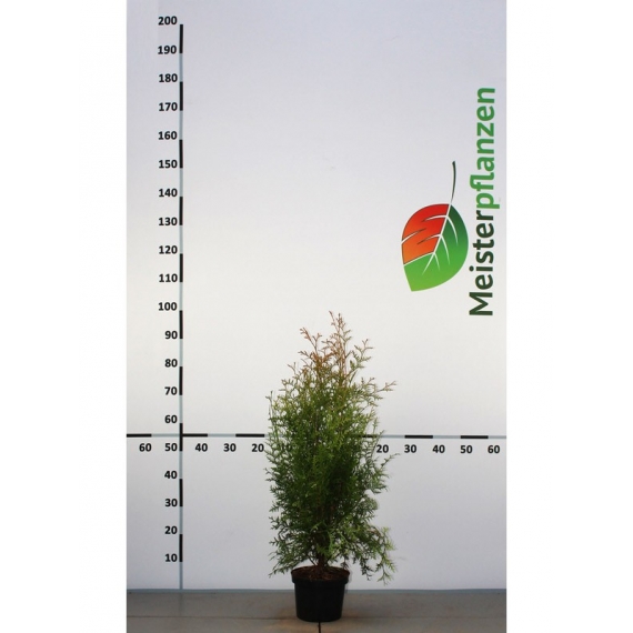 Westerse Levensboom Thuja Brabant 60-80 cm in Pot | Haagplant | Gardline