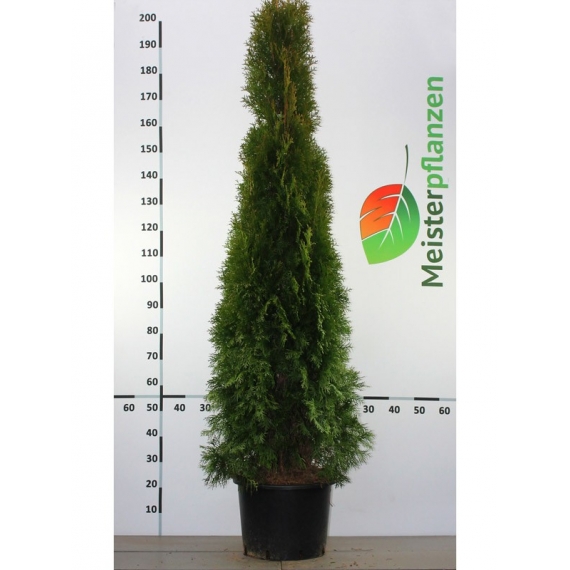 Westerse Levensboom Thuja Smaragd 160-180 cm in Pot | Haagplant | Gardline