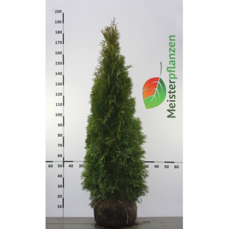 Westerse Levensboom Thuja Smaragd 140-160 cm in Pot | Haagplant | Gardline