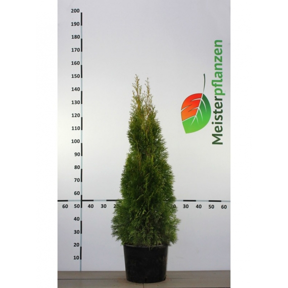 Westerse Levensboom Thuja Smaragd 120-140 cm in Pot | Haagplant | Gardline