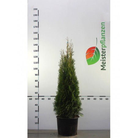 Westerse Levensboom Thuja Smaragd 100-120 cm in Pot | Haagplant | Gardline