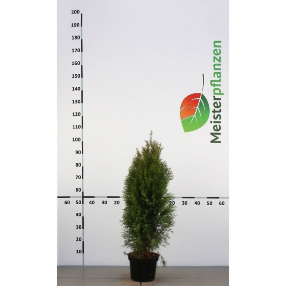 Westerse Levensboom Thuja Smaragd 80-100 cm in Pot | Haagplant | Gardline