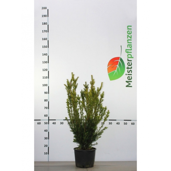Venijnboom Taxus media Hicksii 80-100 cm in Pot | Haagplant | Gardline