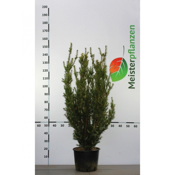 Venijnboom Taxus media Hicksii 100-120 cm in Pot | Haagplant | Gardline