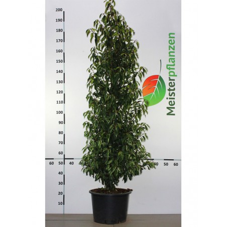 Portugese Laurier Prunus Angustifolia 180-200 cm in Pot | Haagplant | Gardline Portugese Laurier Prunus Angustifolia 180-200 cm in Pot | Haagplant | Gardline
