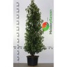 Portugese Laurier Prunus Angustifolia 180-200 cm in Pot | Haagplant | Gardline Portugese Laurier Prunus Angustifolia 180-200 cm in Pot | Haagplant | Gardline