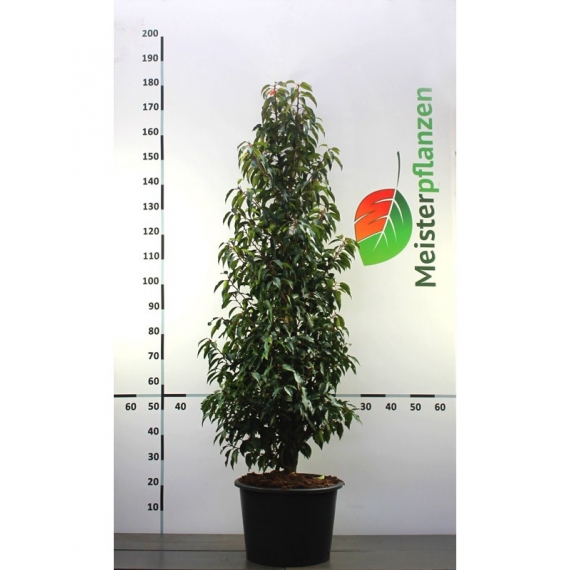 Portugese Laurier Prunus Angustifolia 140-160 cm in Pot | Haagplant | Gardline