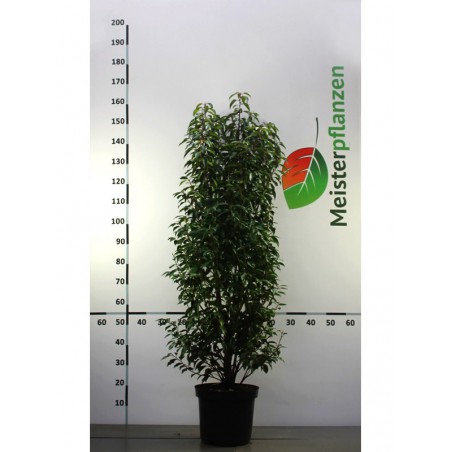 Portugese Laurier Prunus Angustifolia 120-140 cm in Pot | Haagplant | Gardline