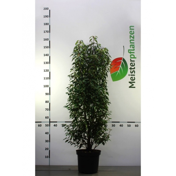Portugese Laurier Prunus Angustifolia 120-140 cm in Pot | Haagplant | Gardline