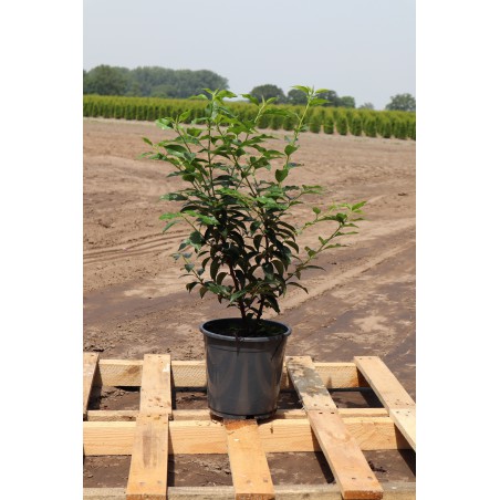 Portugese Laurier Prunus Angustifolia 40-60 cm in Pot | Haagplant | Gardline