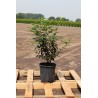Portugese Laurier Prunus Angustifolia 40-60 cm in Pot | Haagplant | Gardline Portugese Laurier Prunus Angustifolia 40-60 cm in Pot | Haagplant | Gardline
