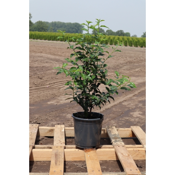 Portugese Laurier Prunus Angustifolia 60-80 cm in Pot | Haagplant | Gardline