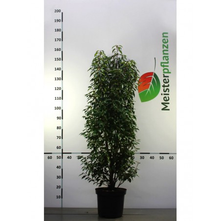 Portugese Laurier Prunus Angustifolia 100-120 cm in Pot | Haagplant | Gardline Portugese Laurier Prunus Angustifolia 100-120 cm in Pot | Haagplant | Gardline