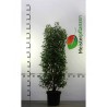 Portugese Laurier Prunus Angustifolia 100-120 cm in Pot | Haagplant | Gardline Portugese Laurier Prunus Angustifolia 100-120 cm in Pot | Haagplant | Gardline