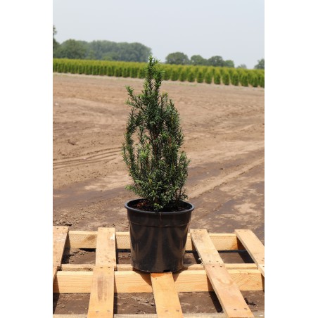Venijnboom Taxus baccata 40-50 cm in Pot | Haagplant | Gardline Venijnboom Taxus baccata 40-50 cm in Pot | Haagplant | Gardline