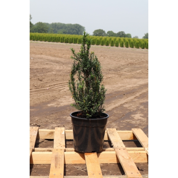Venijnboom Taxus baccata 40-50 cm in Pot | Haagplant | Gardline Venijnboom Taxus baccata 40-50 cm in Pot | Haagplant | Gardline