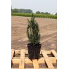 Venijnboom Taxus baccata 40-50 cm in Pot | Haagplant | Gardline Venijnboom Taxus baccata 40-50 cm in Pot | Haagplant | Gardline