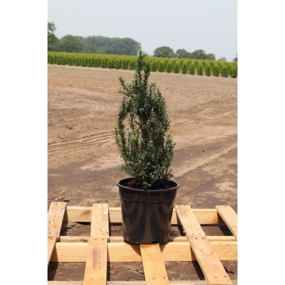 Venijnboom Taxus baccata 50-60 cm in Pot | Haagplant | Gardline