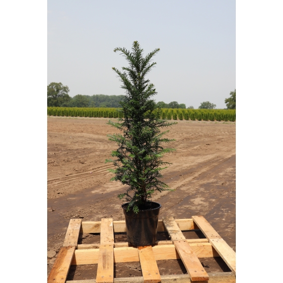Venijnboom Taxus baccata 60-80 cm in Pot | Haagplant | Gardline
