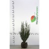 Venijnboom Taxus media Hicksii 40-50 cm | Haagplant | Gardline Venijnboom Taxus media Hicksii 40-50 cm | Haagplant | Gardline