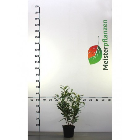 Laurier Prunus Caucasica 40-60 cm in Pot | Haagplant | Gardline