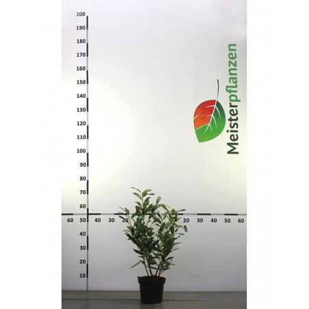 Laurier Prunus Caucasica 40-60 cm in Pot | Haagplant | Gardline Laurier Prunus Caucasica 40-60 cm in Pot | Haagplant | Gardline