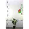 Laurier Prunus Caucasica 40-60 cm in Pot | Haagplant | Gardline Laurier Prunus Caucasica 40-60 cm in Pot | Haagplant | Gardline