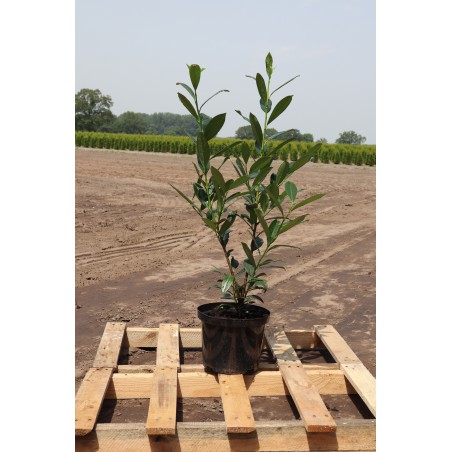 Laurier Prunus Caucasica 60-80 cm in Pot | Haagplant | Gardline