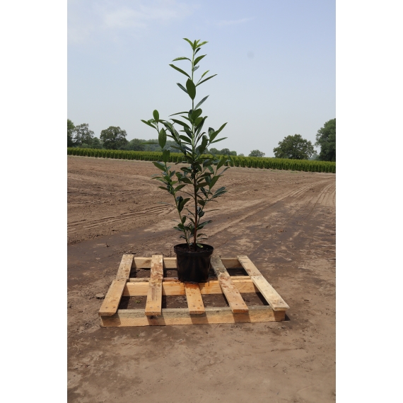 Laurier Prunus Caucasica 80-100 cm in Pot | Haagplant | Gardline