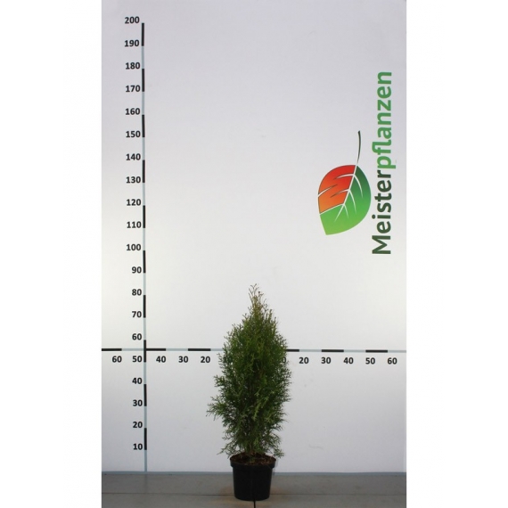 Westerse Levensboom Thuja Smaragd 60-80 cm in Pot | Haagplant | Gardline