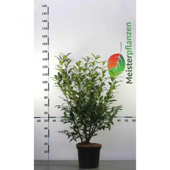Laurier Prunus Herbergii 80-100 cm in Pot | Haagplant | Gardline