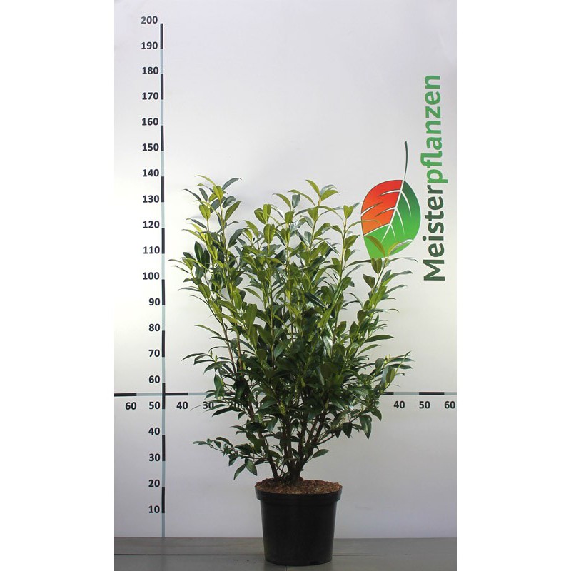 Laurier Prunus Herbergii 100-120 cm in Pot | Haagplant | Gardline