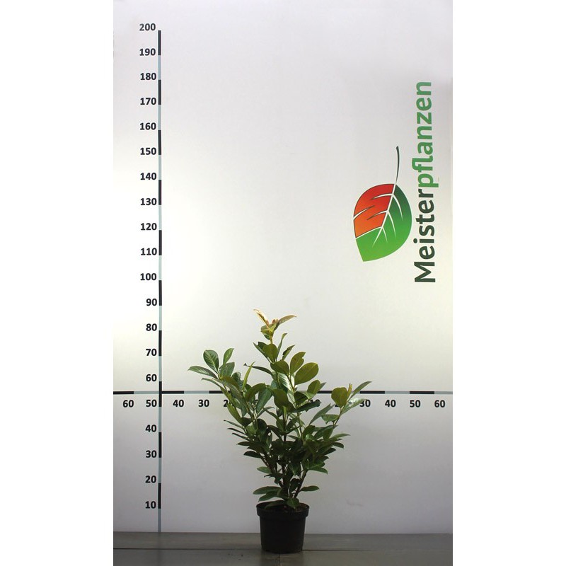 Laurier Prunus Rotundifolia 40-60 cm in Pot | Haagplant | Gardline