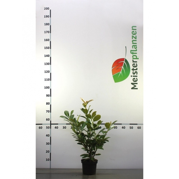Laurier Prunus Rotundifolia 40-60 cm in Pot | Haagplant | Gardline