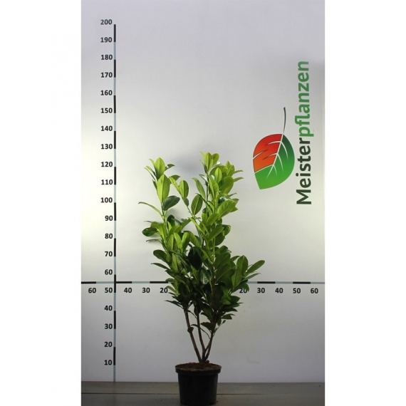 Laurier Prunus Rotundifolia 60-80 cm in Pot | Haagplant | Gardline