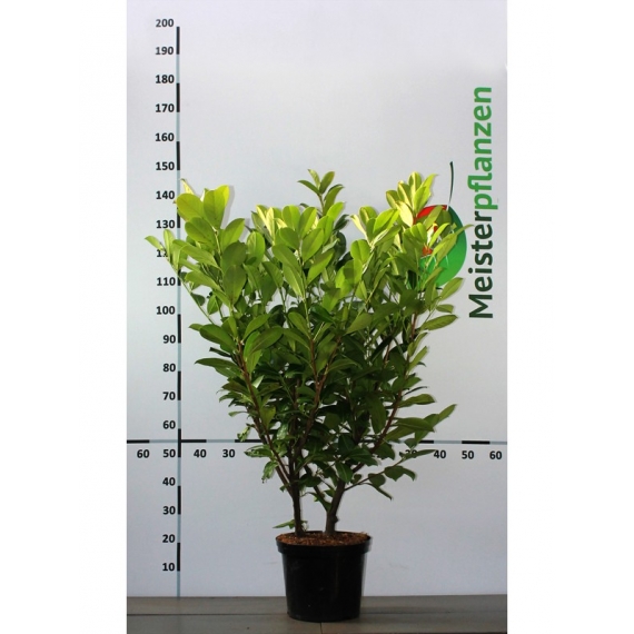 Laurier Prunus Rotundifolia 100-120 cm in Pot | Haagplant | Gardline