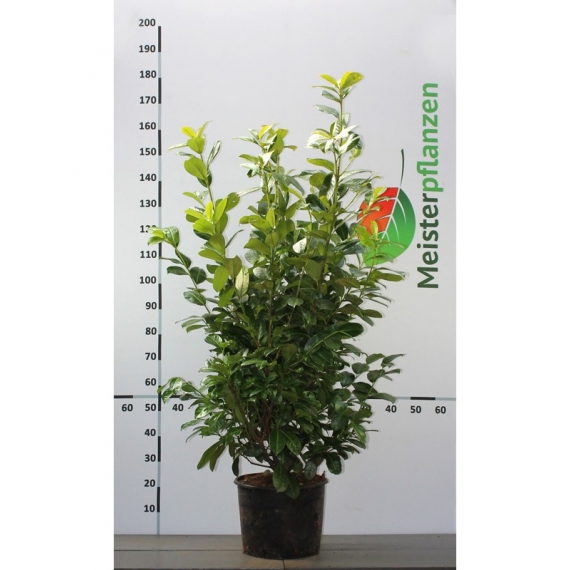 Laurier Prunus Rotundifolia 120-140 cm in Pot | Haagplant | Gardline