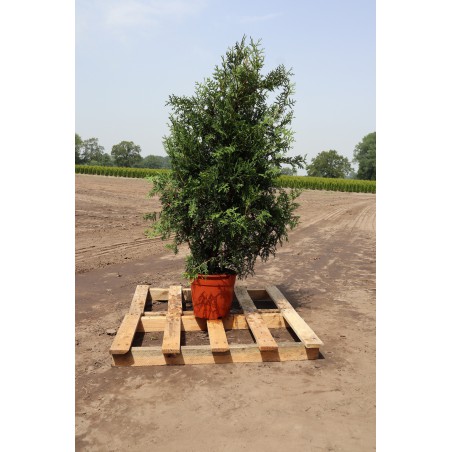 Westerse Levensboom Thuja Brabant 100-120 cm in Pot | Haagplant | Gardline