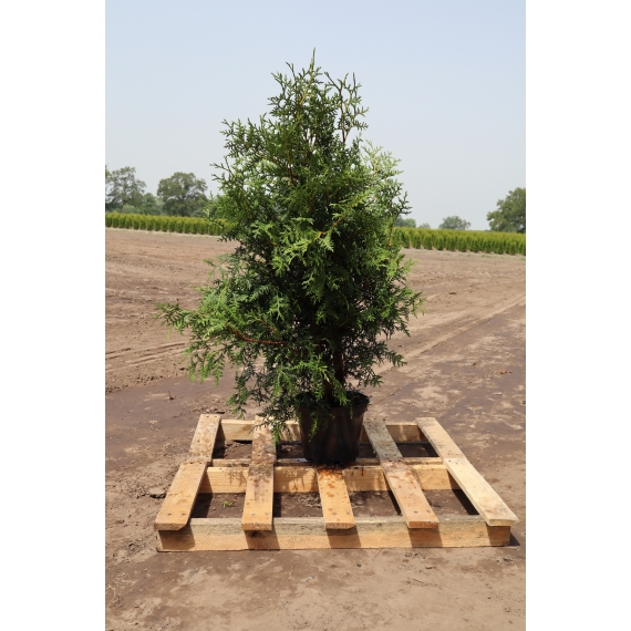 Westerse Levensboom Thuja Brabant 120-140 cm in Pot | Haagplant | Gardline