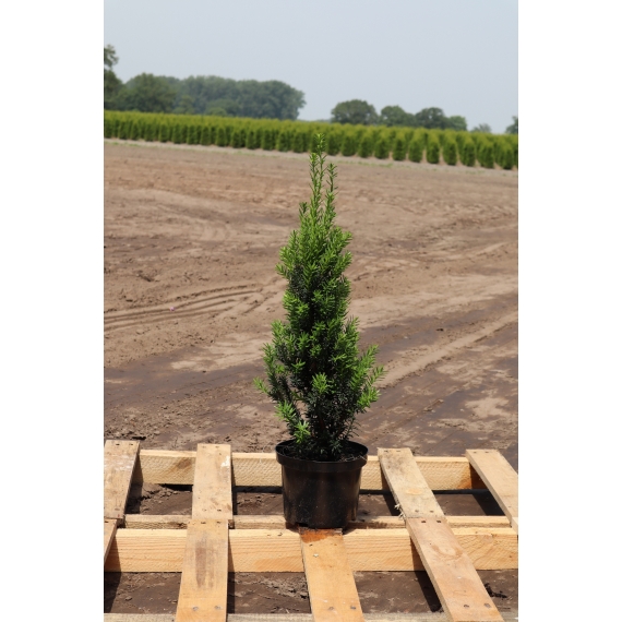 Venijnboom Taxus media Hillii 40-50 cm in Pot | Haagplant | Gardline