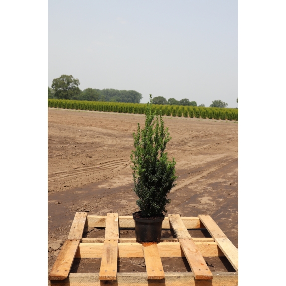 Venijnboom Taxus media Hillii 50-60 cm in Pot | Haagplant | Gardline