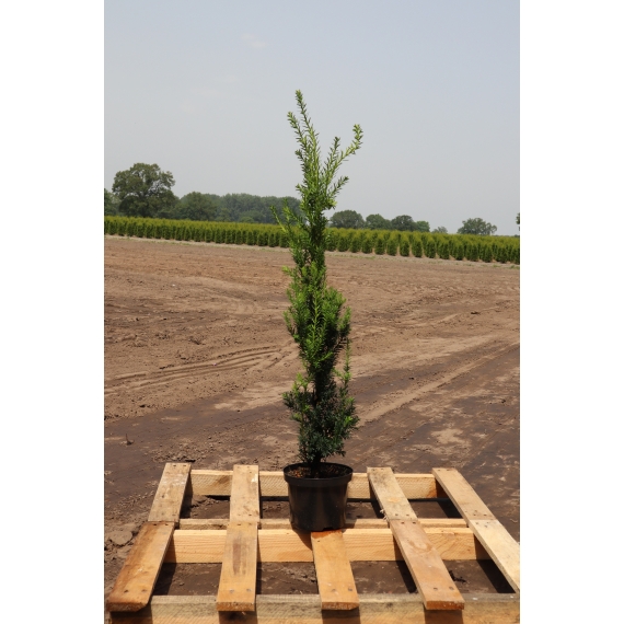 Venijnboom Taxus media Hillii 60-80 cm in Pot | Haagplant | Gardline