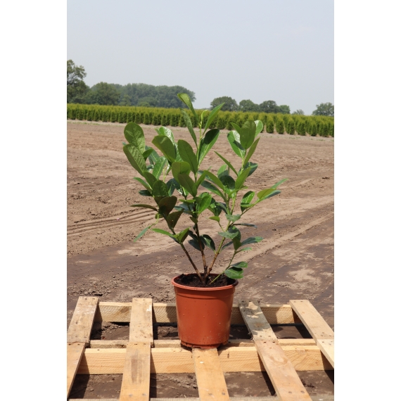 Laurier Prunus Novita 40-60 cm in Pot | Haagplant | Gardline