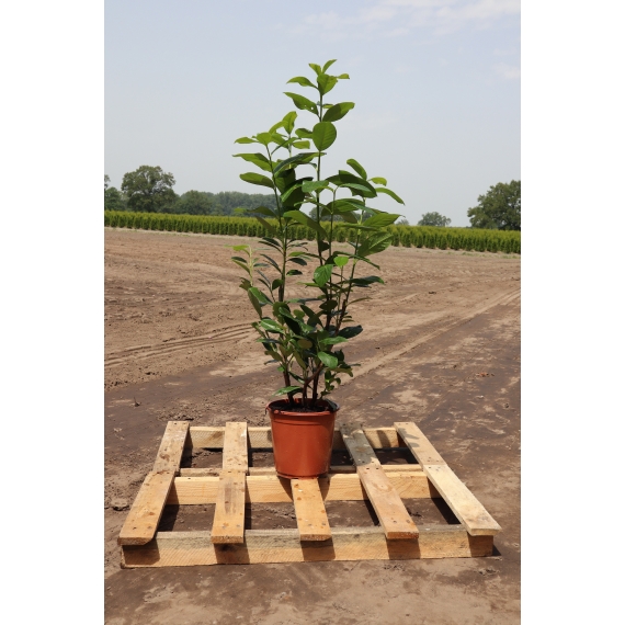 Laurier Prunus Novita 60-80 cm in Pot | Haagplant | Gardline
